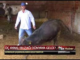 Uc Ayakli Buzagi Dunyaya Geldi Youtube