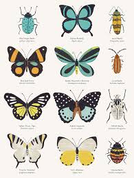 Insects Chart Sabina Radeva
