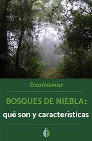 Bosques De Niebla Que Son Y Caracteristicas Ecosistemas Bosque Humedad Ambiental