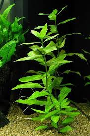 The Best 5 Low Light Aquarium Plants Planted Aquarium Live Aquarium Plants Aquarium Landscape