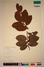 Image result for Bridelia ferruginea