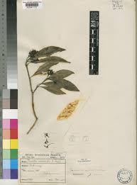 Image result for Coptosperma neurophyllum