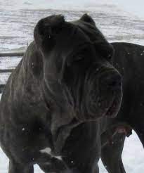 July 16, 2012 by swestfall3. Black Neapolitan Mastiff Online Shopping