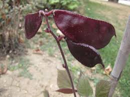 Bees readily take nectar from the pink flowers and. Lablab Lablab Purpureus Feedipedia