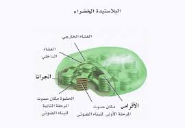 تفاعلات البناء الضوئى التفاعلات الضوئية مدونة أحمد النادى لأحياء الثانوية العامة