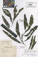 Image result for Potamogeton schweinfurthii