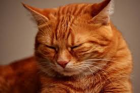I've been giving him pedialyte so he doesn't get dehydrated. Cat Is Not Eating Or Drinking 4 Best Reasons Revealed