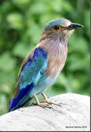 Indianroller Le Rollier Indien Est Une Espece D Oiseau De La Famille Des Rolliers Vivant Dans Le Sud De L Asie Tro Oiseaux Exotiques Rollier Indien Geai Bleu
