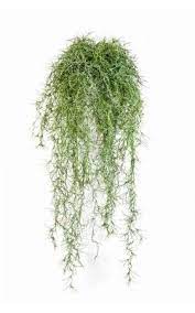 Tillandsia Artificiel 80 Cm Fake Succulents Tillandsia Artificial Succulents