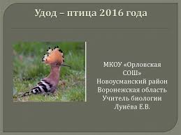 «удод с острым клювом на сухой траве». Ptica Udod Prezentaciya Onlajn