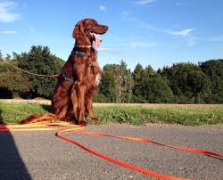 Irish Setter Dog Breed Information Pictures