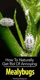 Pest control experts are trained to distinguish between flying ants and termites based on a few physical characteristics. 59 Plant Pests Problems Ideas Plant Pests Pest Problem Pests