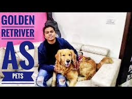 Overfeeding can lead to health problems in both you and your pet, including being unable to keep up. Readers Ask Golden Retriever India Kerala Travel Tours