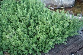 Growing Thyme Thyme Plant Growing Thyme Thyme Garden