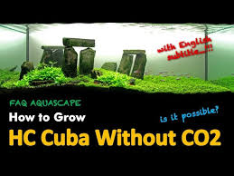 Tanaman aquascape tanpa perlu/sedikit kadar co2 (bagian depan/foreground) 1. Carpet Plants Without Co2 Is It Possible Faq Youtube
