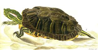 Red Eared Slider Wikipedia