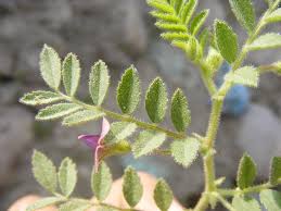 Image result for Cicer