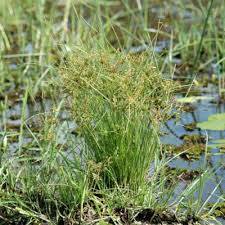 Image result for Pycreus flavescens