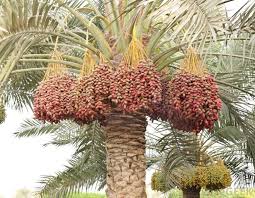 Tamareira Dates Tree Date Palm Plants
