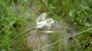 Image result for Cyperus margaritaceus
