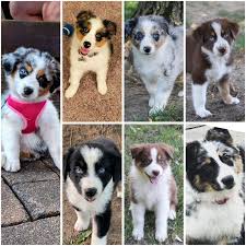 We focus on achieving great temperaments, structure, beauty, and brains in the puppies we produce. Blue River Valley Aussies Blue River Valley Aussies