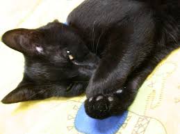 Where i live in the southern us it's a big issue of black cats disappearing on the entire last week has been a black cat appreciation day for us. Let S Make Every Day Black Cat Appreciation Day The Buzz About Books