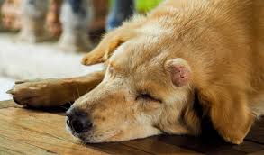 Treat your dog's depression or mood imbalance with our natural remedy. Solid Cutaneous Masses Lumps Bumps On Dogs Petcoach