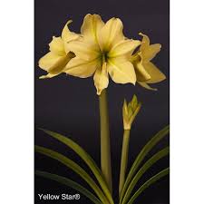 Get 1 free product today 6000+ gardening products all india delivery. Yellow Amaryllis Unique Amaryllis Bulb Varieties Amaranth Amaryllis Com