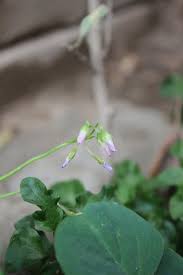 Image result for Parochetus