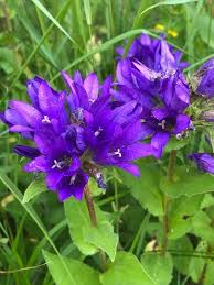 Image result for Campanula
