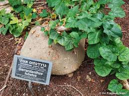 Image result for Gerrardanthus lobatus