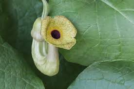 Image result for Aristolochia promissa