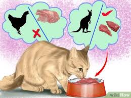 Avoiding common food sensitivities is another component of choosing best cat food for ibd. How To Choose A Diet For Ibd Cats 11 Steps With Pictures