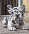 Blue and Merle French Bulldog Puppies for Sale - DogsNow