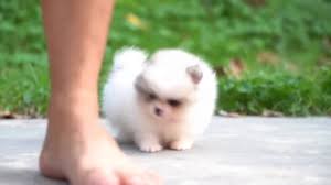 We did not find results for: Micro Teacup Super Tiny Miniature Pomeranian Puppy Youtube