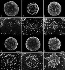 Image result for Psilotrichum