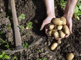 Zwar ist eine blüte nicht unbedingt notwendig, um kartoffeln ernten zu können, oft geht das fehlen der blüte jedoch mit unzureichender knollenausbildung anheim. Kartoffeln Ernten Im August Garten News Garten