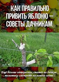 опрыскивание деревьев весной по фазам от болезней и вредителей Kak Pravilno Privit Yablonyu Sovety Dachnikam Sadovye Derevya Sadovodstvo Ogorod