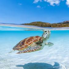 Australian Geographic On Instagram This Underwater Portrait Of A Green Sea Turtle Chelonia Mydas In Th Sea Turtle Painting Sea Turtles Photography Animals