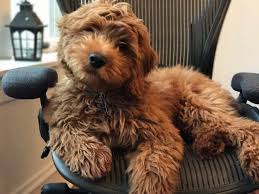 This page will give you some great tips on how to train your new doodle puppy. Mini Goldendoodle Wallpapers Wallpaper Cave