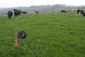 Also called a charged fence system, an electric fence uses mild shocks to train livestock like horses, cattle or sheep to stay inside the fence and/or wildlife like deer to stay outside. How To Install An Electric Fence For Cattle Stuff4petz