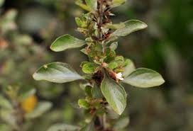 Image result for Dyschoriste transvaalensis