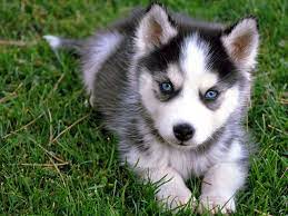 Funny puppy siberian husky dog with blue eyes, lying mouth in big plate, on floor in studio and looking at camera. Bringing Home A Siberian Husky The Needed Preparation Siberian Husky Siberianhusky Com