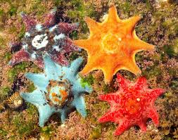Nature And More Cushion Sea Star C Macchristiansen A Bunch Of Beautiful Sea Creatures Ocean Creatures Sea Animals