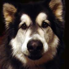 Grátis para uso comercial ✓ atribuição não requerida ✓. Alaskan Malamut Gazeta Lubuska