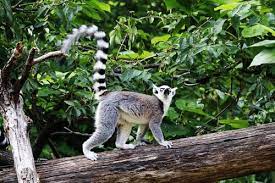 Sugar Gliders On Tree Branch During Daytime Photo Free Tree Image On Unsplash Animals Animal Fact File Animals Images