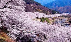 Untuk pakej musim sejuk 2019, klik di sini. 9 Waktu Terbaik Untuk Menikmati Mekarnya Bunga Musim Semi Di Korea