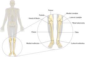 The fibula is connected via ligaments. Bones Of The Lower Limbs Course Hero