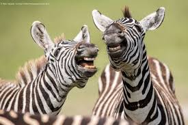 Clearly, the global coronavirus pandemic is a serious subject, but keeping spirits up while the planet is in lockdown is also more important than ever. Hilarious Animals Captured In Best Photos From Comedy Wildlife Photography Awards Mirror Online