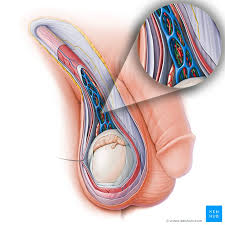 However, the size of the testes decreases with age. Testes Anatomy Definition And Diagram Kenhub
